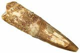 Fossil Spinosaurus Tooth - Real Dinosaur Tooth #278058-1